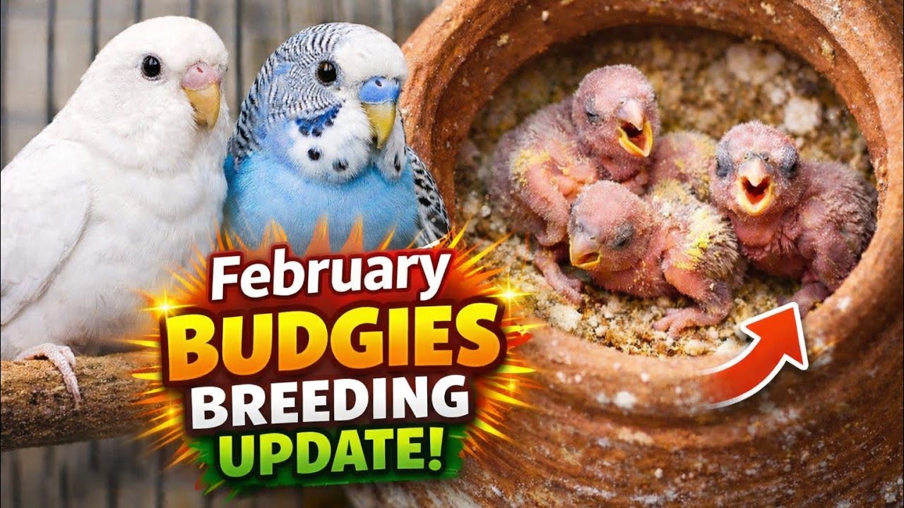 Впервые так много птенцов появилось 😍🦜 Сегодня видела горшок с попугайчиками || Февраль 2026. Про...