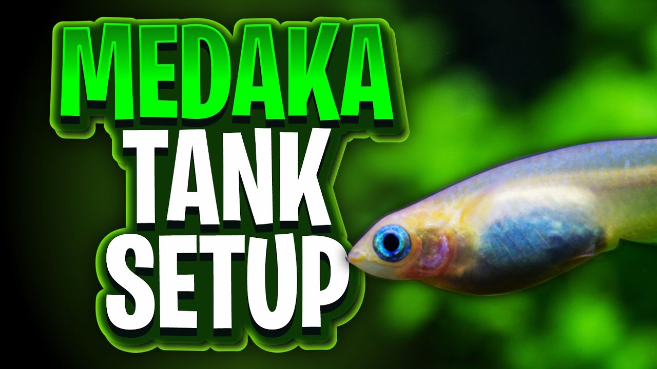 Medaka Breeding And Grow-Out Tank Setup - An Easy, Unheated Planted Aquarium!