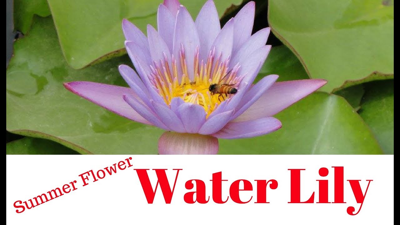 How to Grow Water Lily at home