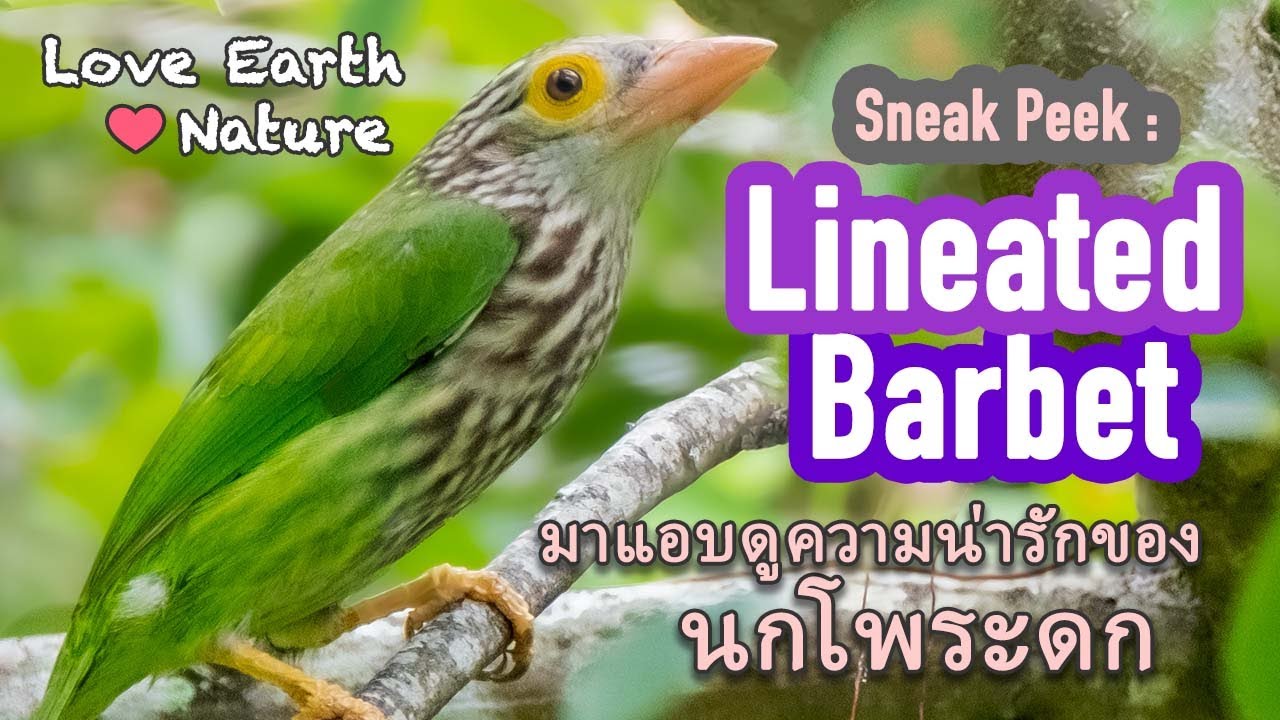 Adorable Lineated Barbets: Watch Them Nest and Feed Their Chick!