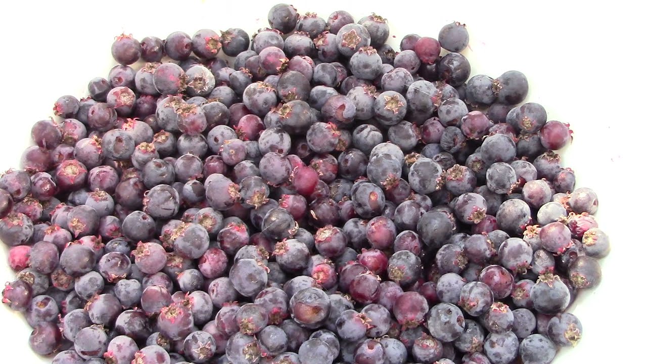 What is a Saskatoon berry? North American super fruit?