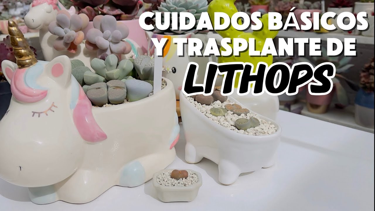 Cuidados y trasplante de lithops