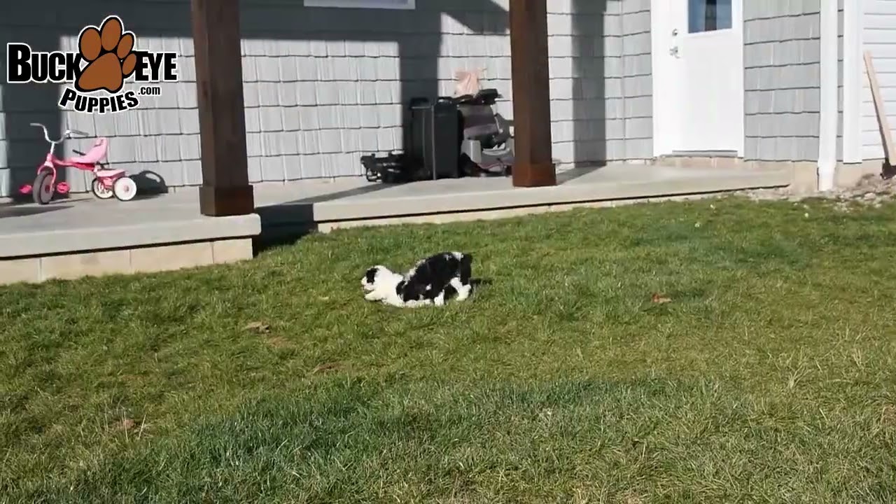Happy Mini Poodle Puppies