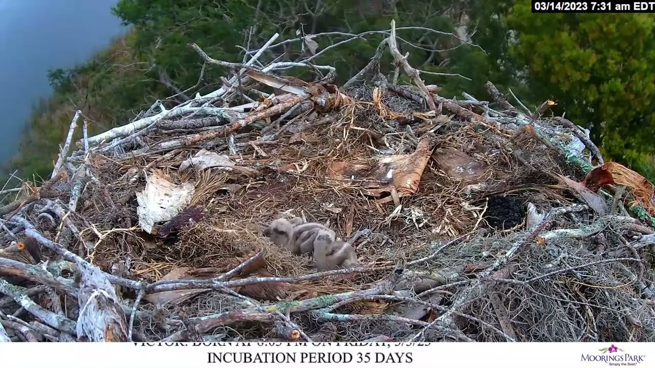 Moorings Park Osprey | 2023.03.14 07:28