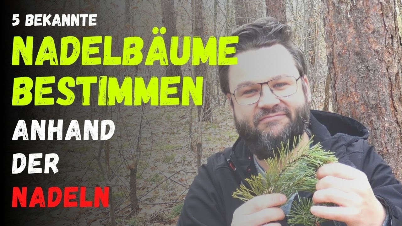 Nadelbäume bestimmen anhand der Nadeln (Outdoor / Bushcraft / Survival)
