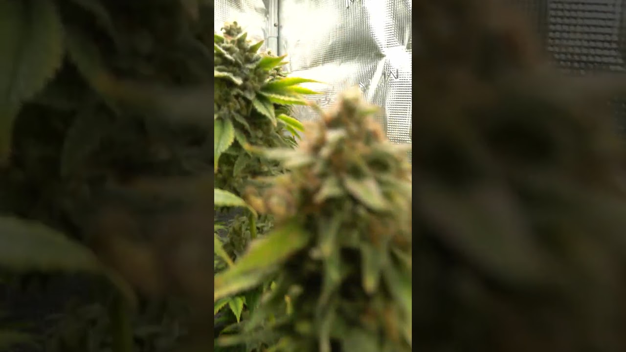 Kush Genetics in Full Flower  - Time to Harvest