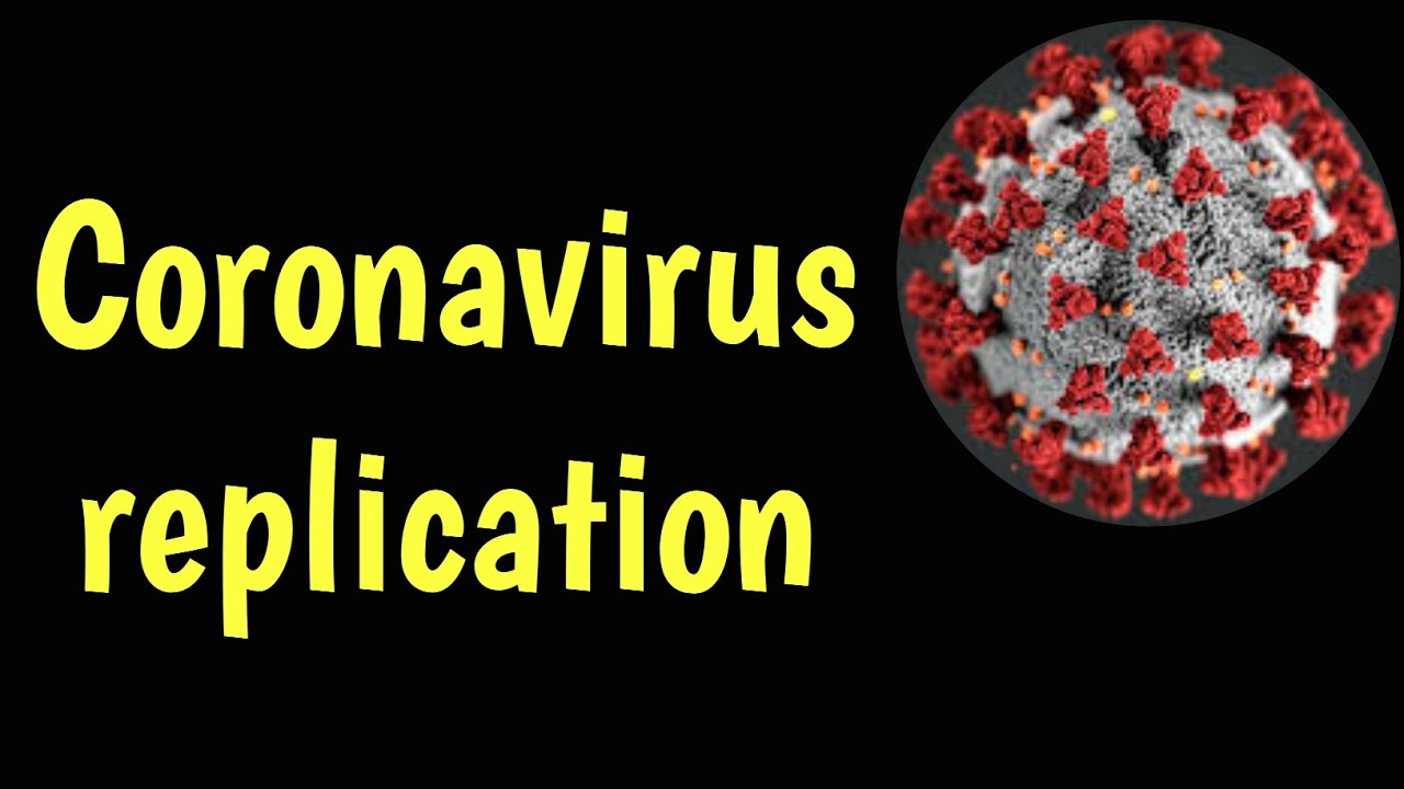 Coronavirus replication
