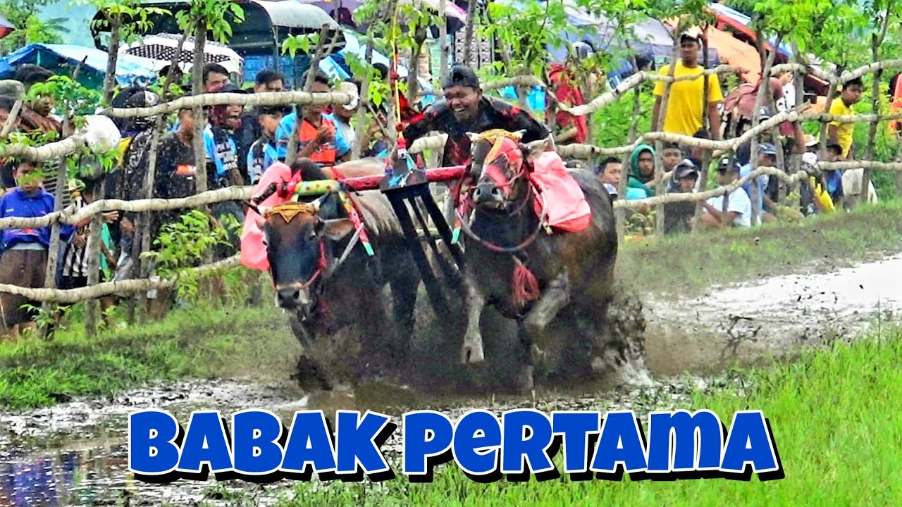 BABAK PERTAMA KARAPAN SAPI BRUJUL 8 FEBRUARI 2026