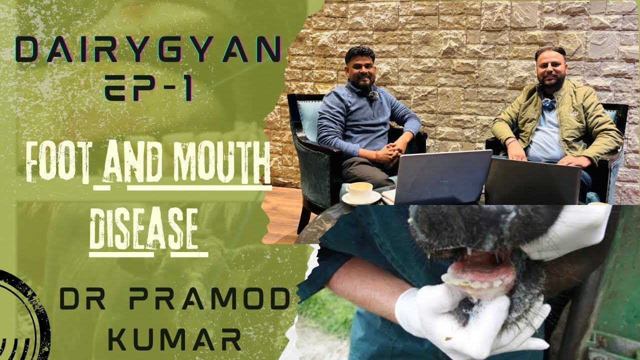 पशुओं में होने वाली घातक बीमारी है foot-and-mouth disease (FMD)| Farming | Cattle | Dairy