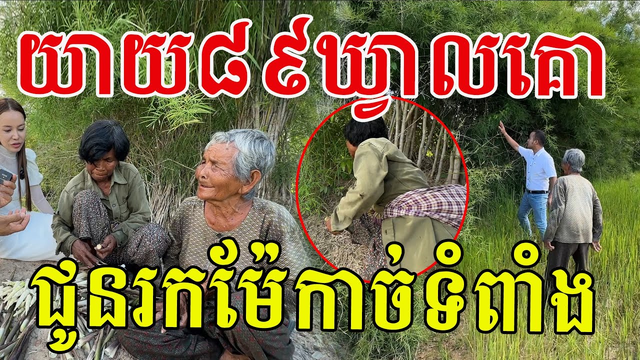 យាយ៨៩ដើរឃ្វាលគោយ៉ាងរំភើយ ជូនទៅរកម៉ែកាច់ទំពាំង សូមសសើរម៉ែៗសុខភាពល្អណាស់