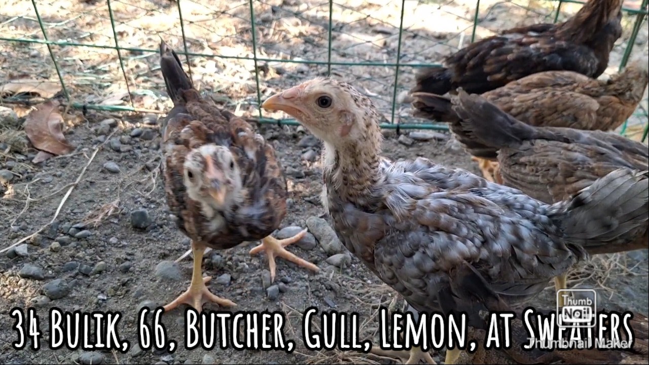 Ang mga pogi na Sweaters, 34 Bulik, 66, Butcher, Gull at Lemons naming mga sisiw
