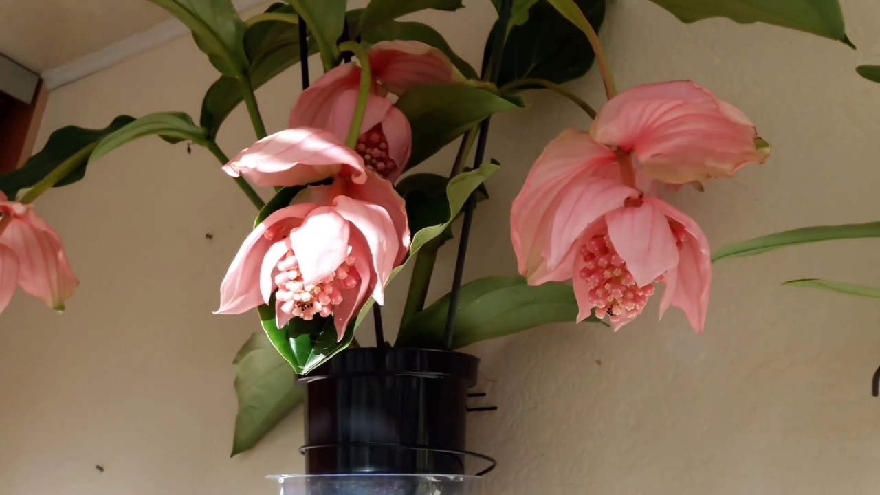 #Орхидеи/Обзор/Мои цветущие орхидеи