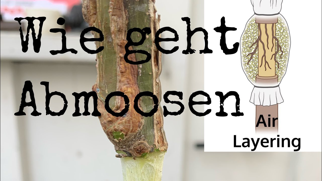 Abmoosung (Air Layering) Gold Ahorn.                          Acer shirasawanum 'Aureum