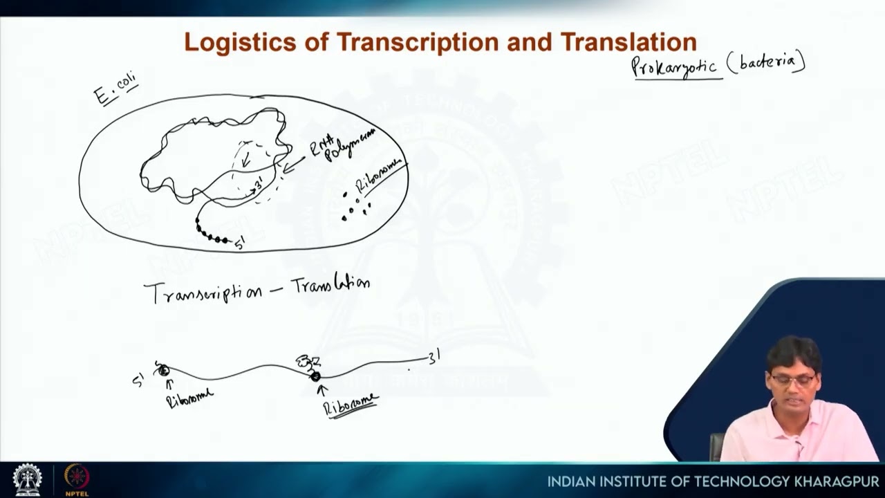 Lecture 9: Time-space correlation and fidelity of transcription and translation #swayamprabha