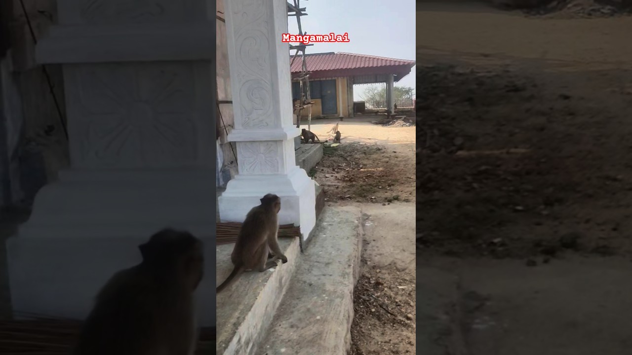 🎠மங்கமலைபெருமாள்🏞️