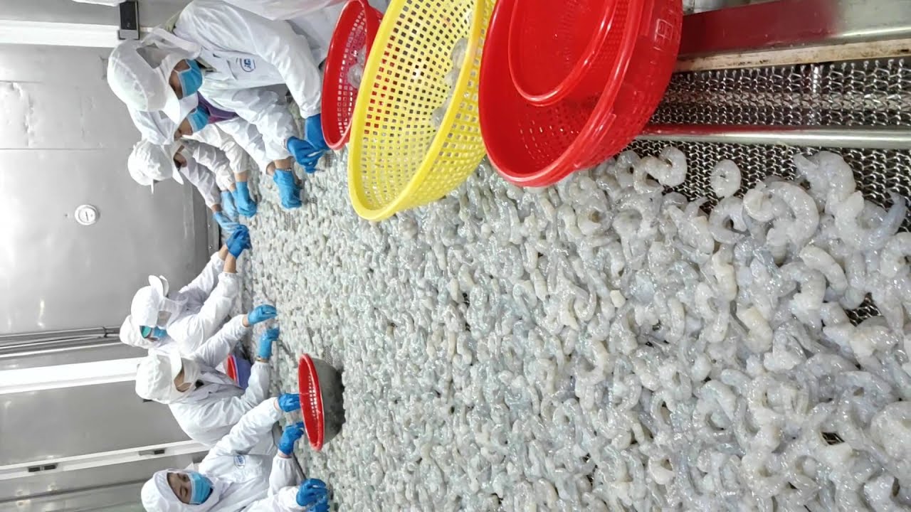 IQF shrimp processing