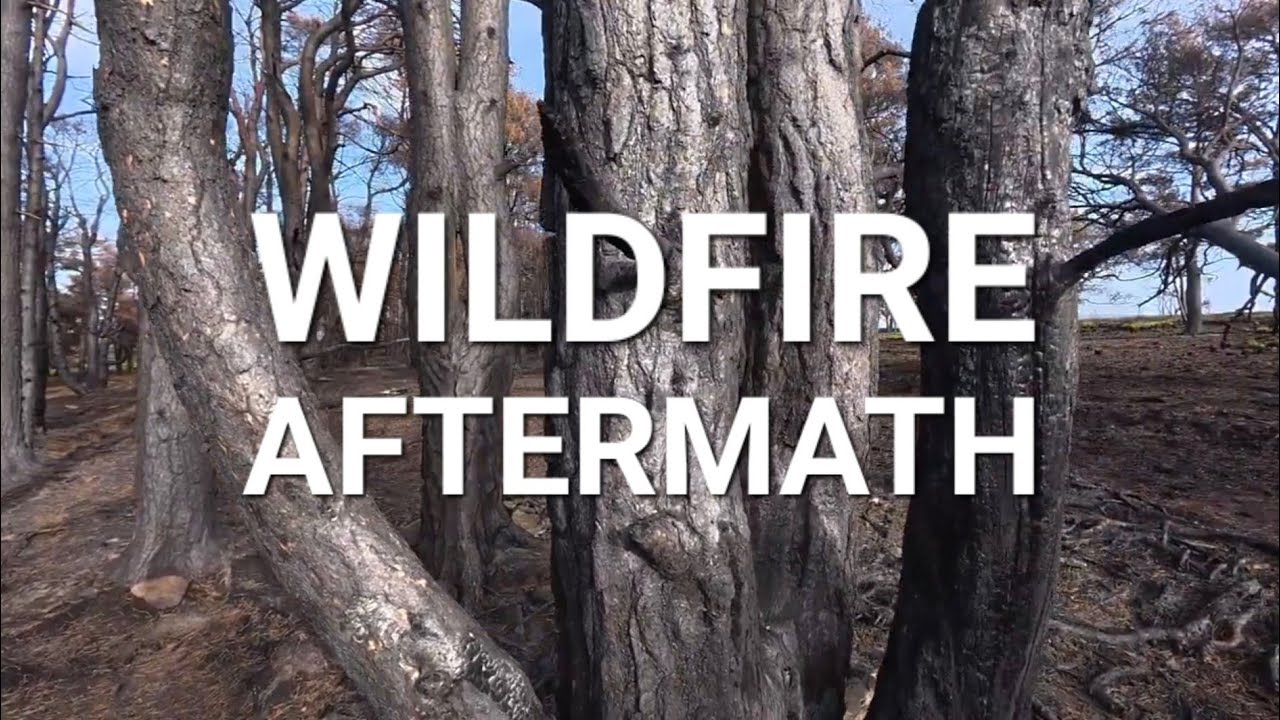 North York Moors Wildfire Aftermath 2025 #moors #fire #devastation