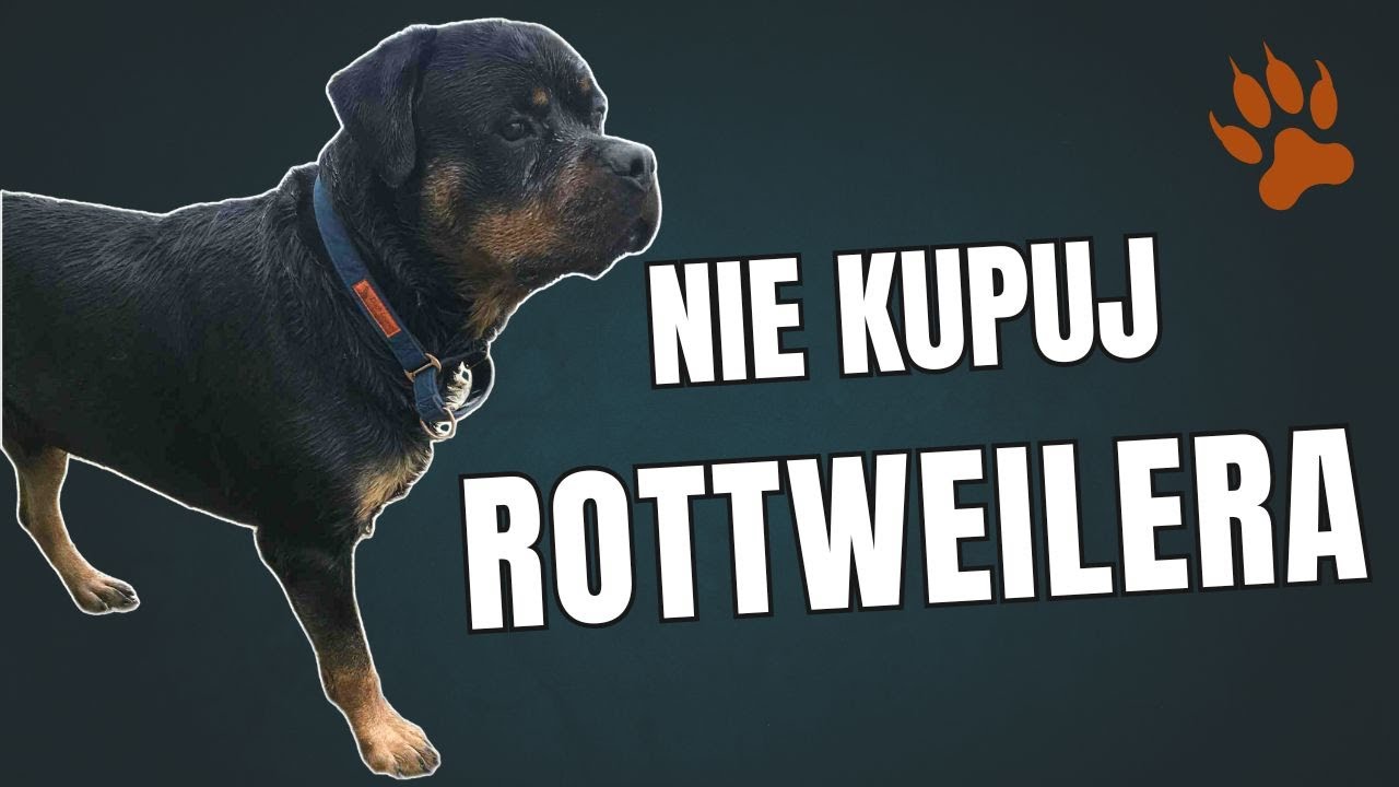 NIGDY NIE KUPUJ ROTTWEILERA