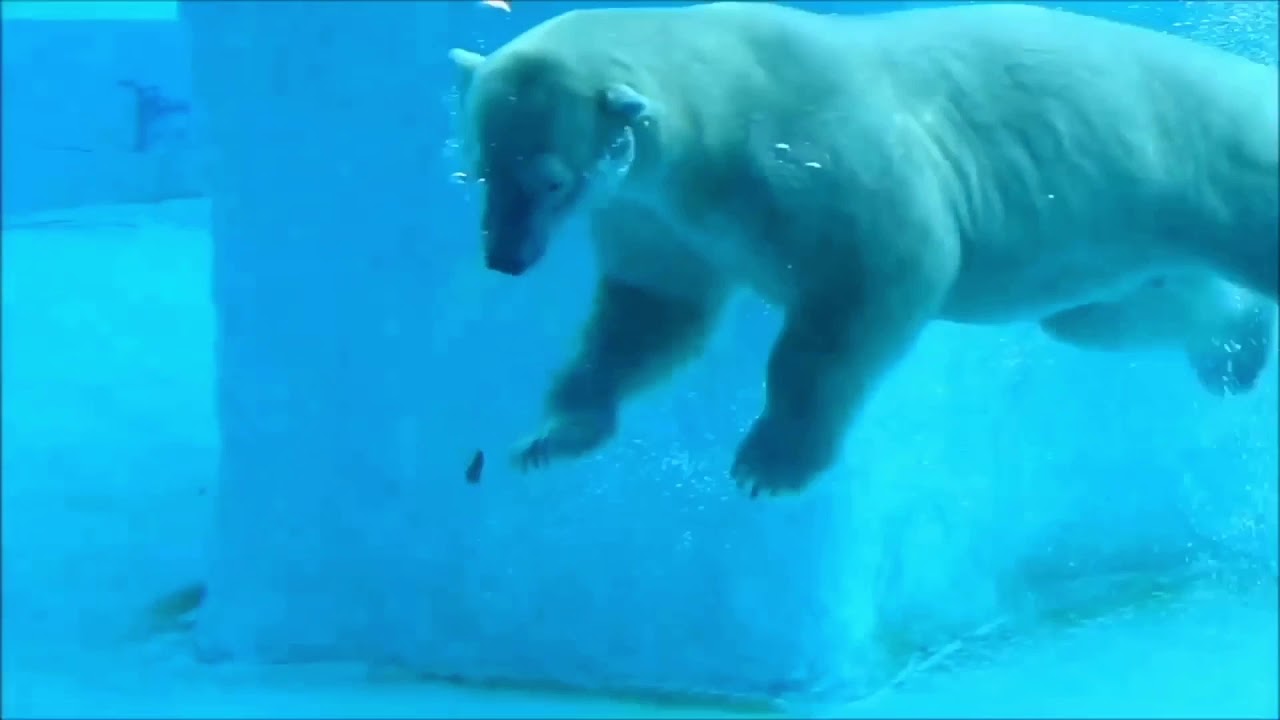 Inuka , Polar Bear at Singapore Zoo