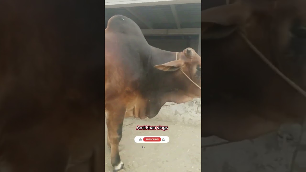 Ring road mandi peshawar latest update 2025 #cowmarket #explore #viralvideo #amirkhanvlogs