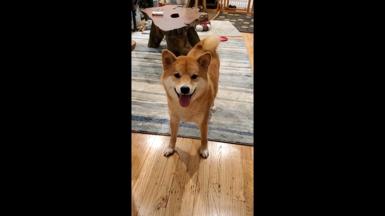 Happy Shiba Inu Dog Wagging His Tail