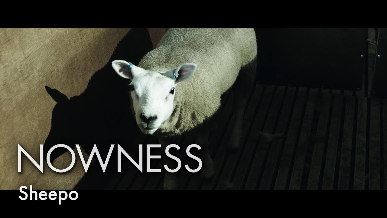 The strange world of sheep shearing