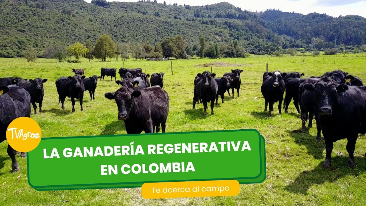 La ganadería regenerativa en Colombia - TvAgro por Juan Gonzalo Angel Restrepo