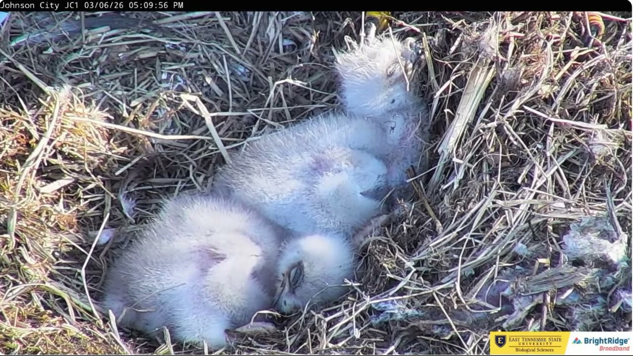 JC27 and JC26's happy childhood 06.03.2025 ETSU Eagle Cameras Johnson City Cam 1 / Cam 3