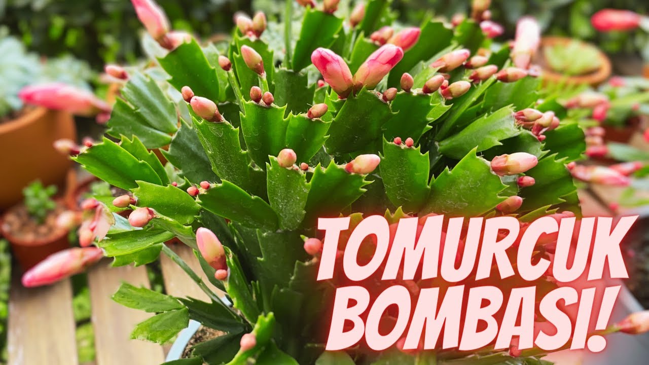 Yılbaşı Kaktüsü Çiçek Açtırma - Yılbaşı Çiçeği Bakımı | Christmas Cactus Care |
