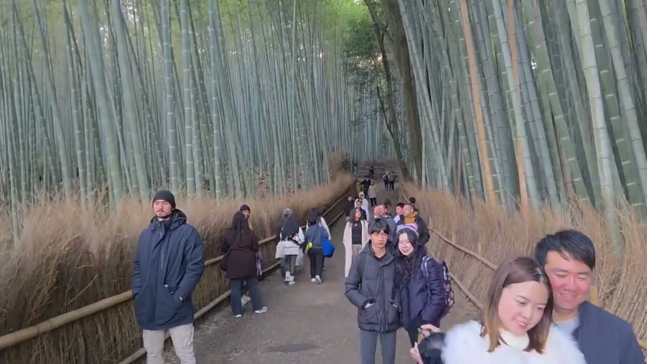 Trip day 5 to nara park and Arashiyama  Bamboo forest 