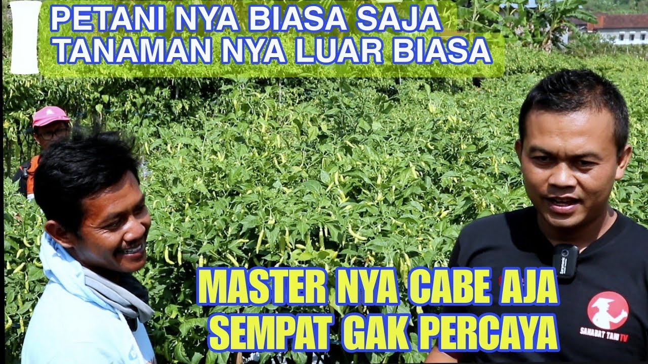 cabe rawit viral saking lebatnya, sampe dikunjungi master nya cabai