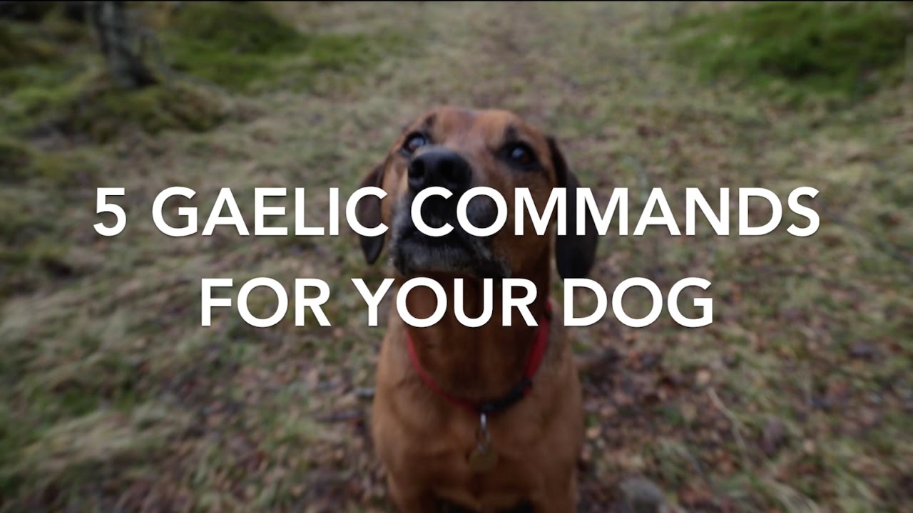 What's The Gaelic For... Your Dog?
