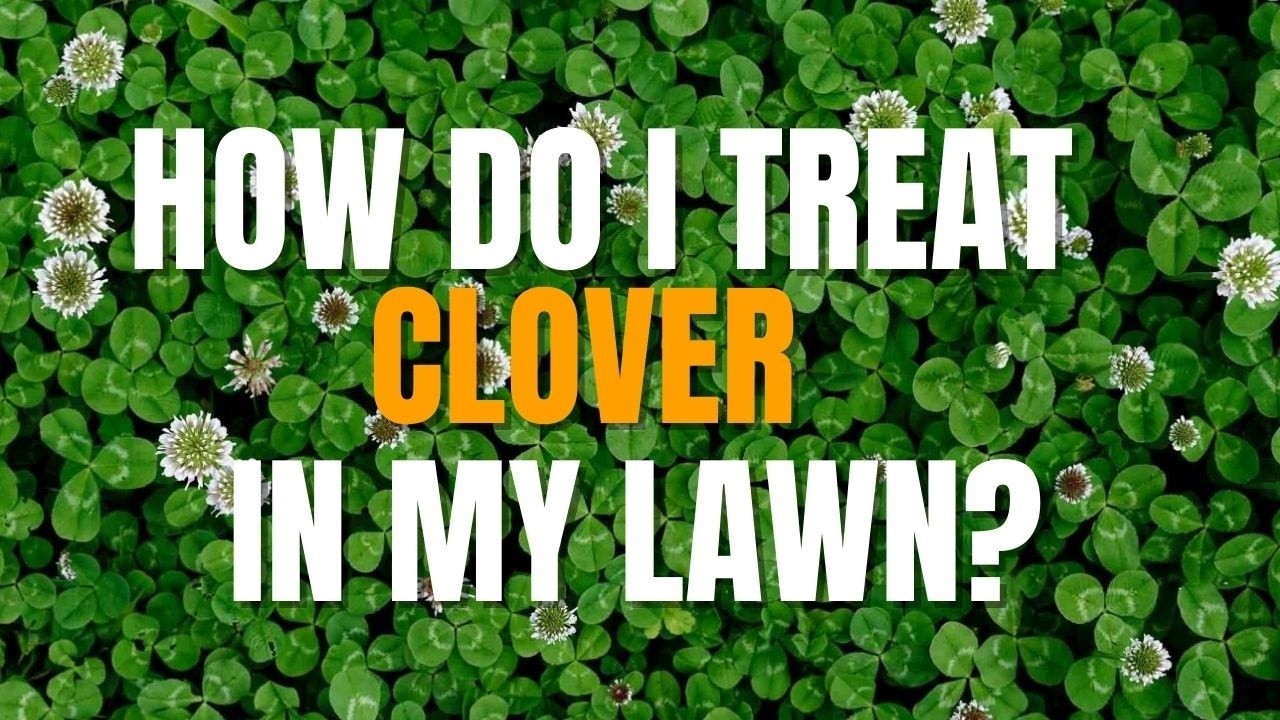 Is Clover in a Lawn Good or Bad? The Answer Might Surprise You!