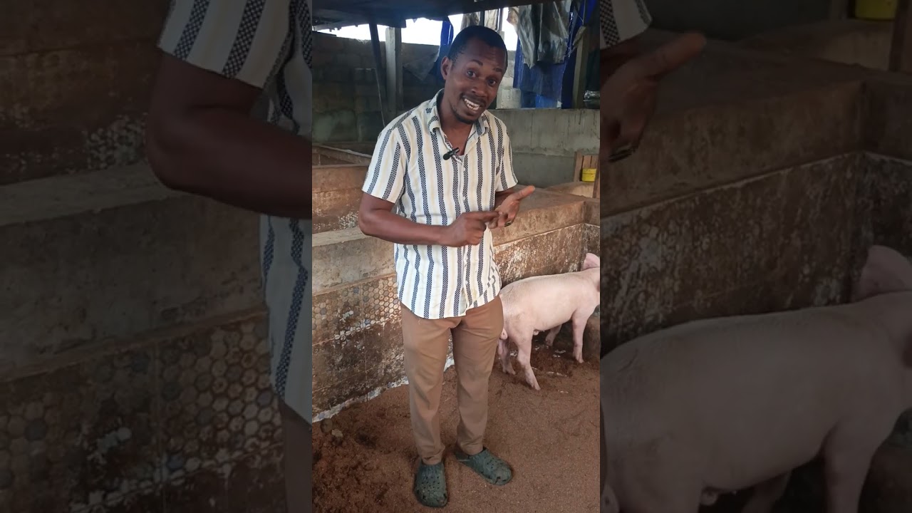 How to make more money in Pig farm 🚜🐄🌾 Business Part2. 