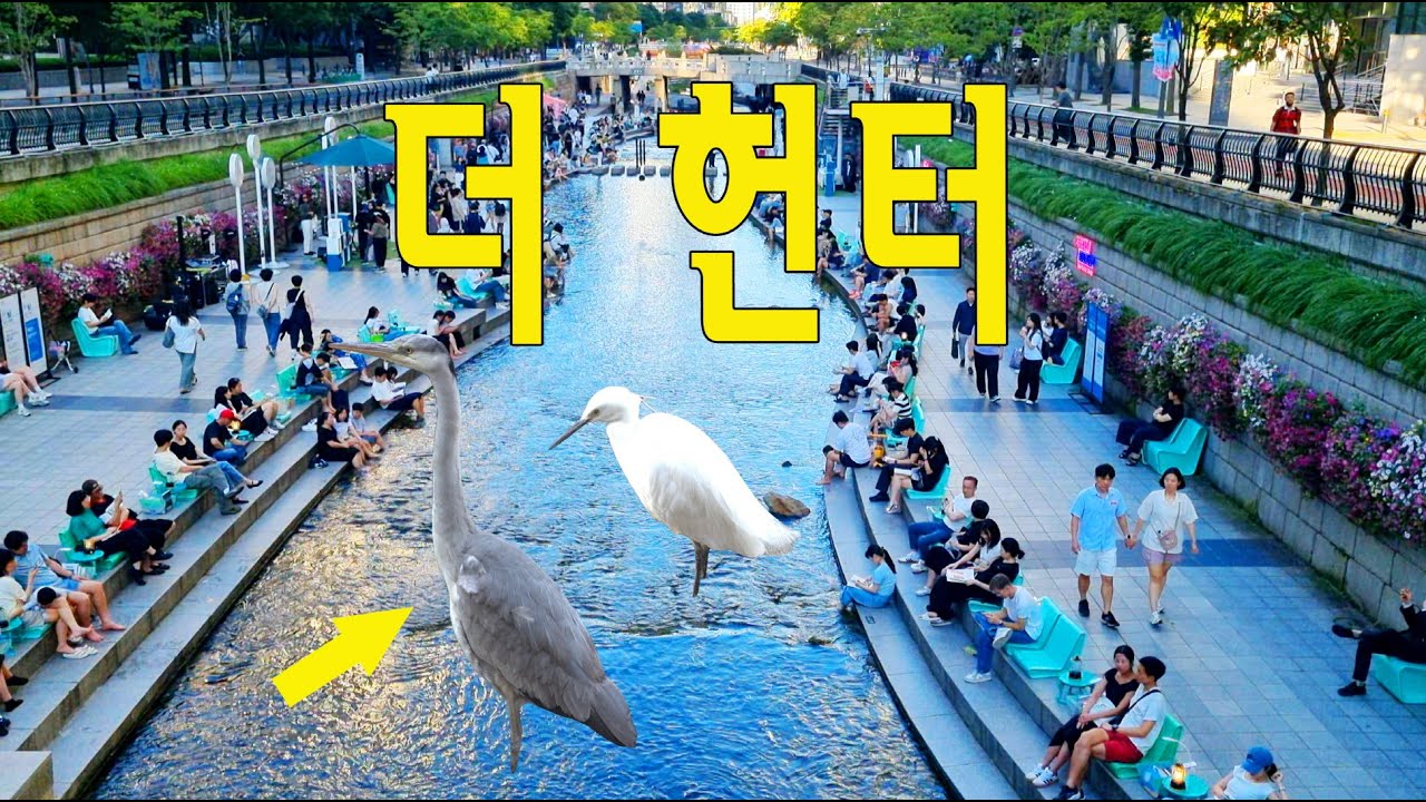 최고 사냥꾼들의 사냥대결~🦢 / 사냥모음 스핀오프 / 왜가리&백로 물고기사냥 #청계천 #travel #seoul #외국인반응 #왜가리 #korea