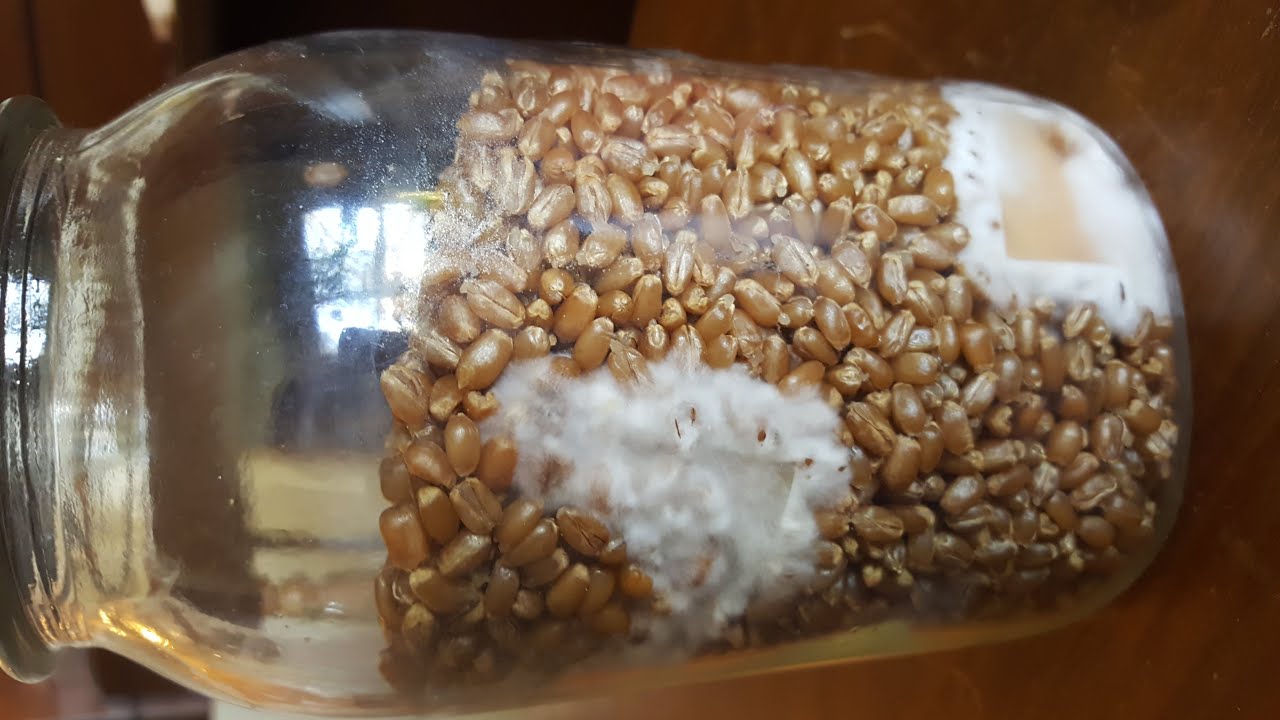Agar to Grain Inoculation demonstration