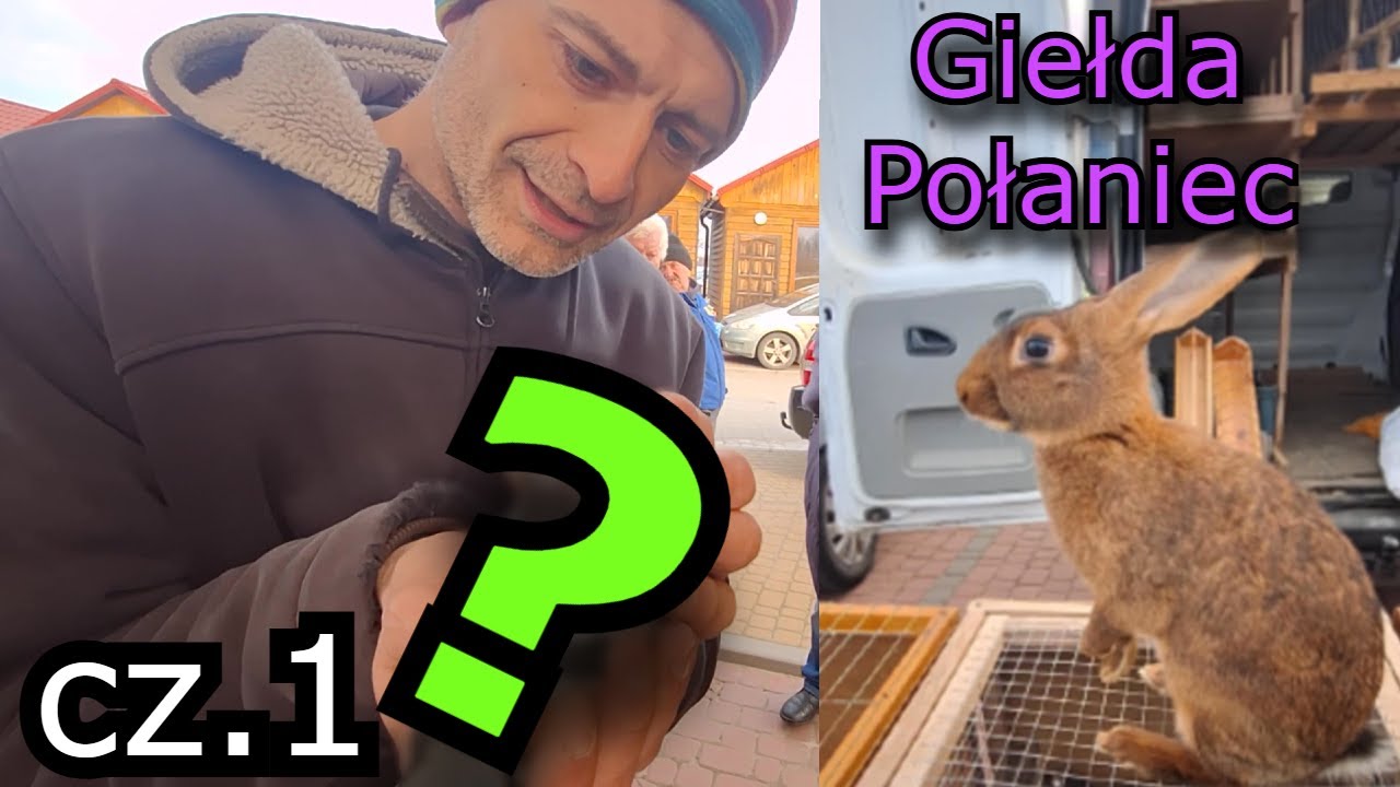 Targ Połaniec gołąb za 1 zł podarunek od hodowcy 23.02.2025 cz.1