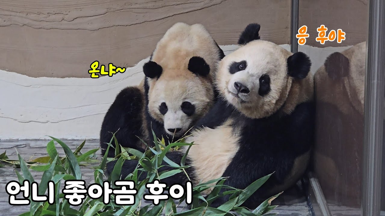 [ep.788]오전에 잠도 안자고 바뀐 대나무가 맛이없는지 내내 돌아다니던 후이♡언니한테 가서 치대는중 26.02.24