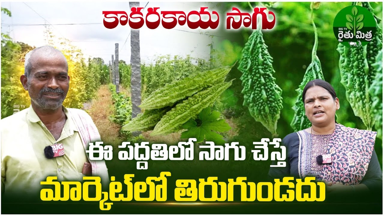 Bitter Gourd Cultivation In Staking Method | కాకర సాగు.. అధిక లాభాలు | Kakarakaya Sagu | BIG TV