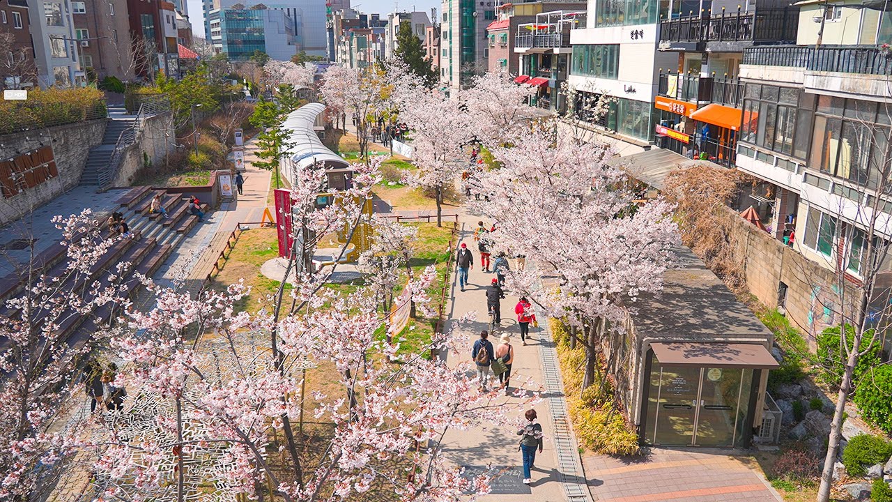 [4K HDR] Seoul Cherry Blossoms 2022 Gyeongui Line Forest Park South Korea