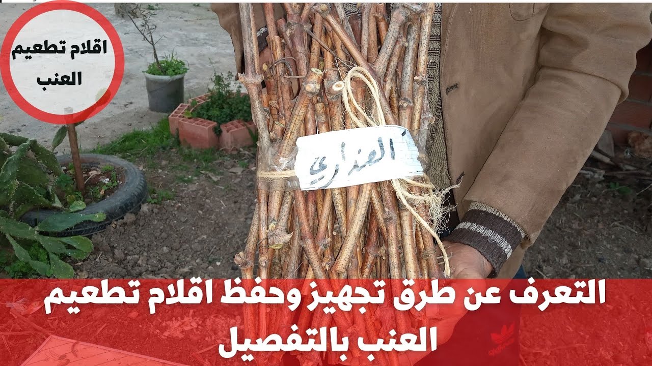 التعرف على طريقة تجهيز وحفظ اقلام تطعيم العنب / كيفية تحضير وتخزين اقلام تطعيم العنب .