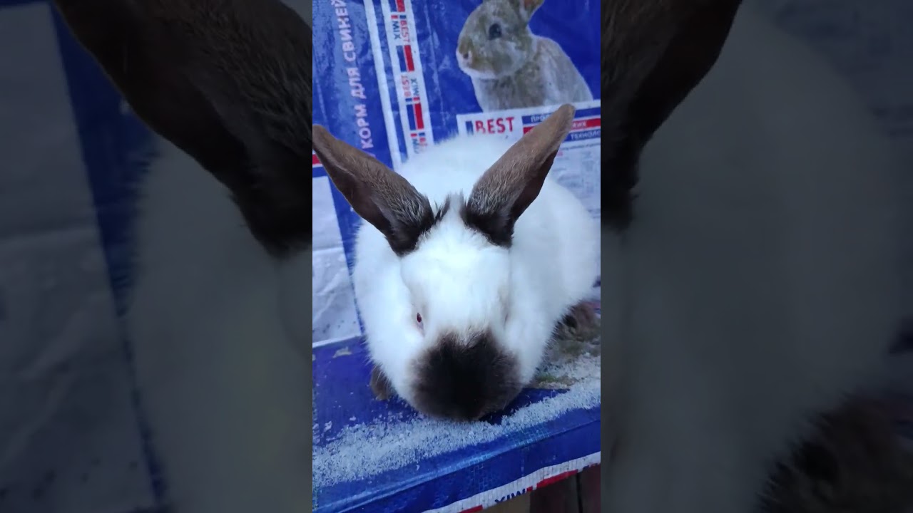 Надворі -15 роботу біля кролів ніхто не відміняв🐰🐰🐰