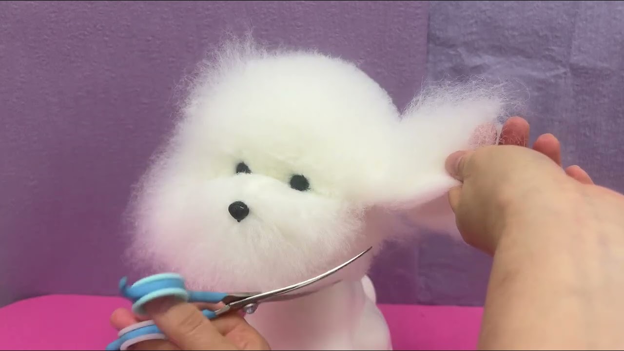 Poodle Teddy Bear Face Cut Practice ✂︎| Professional Grooming in Japan