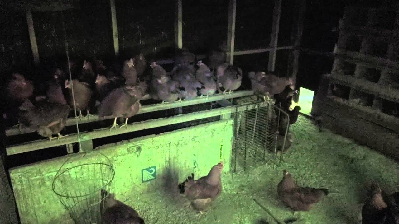 Chicken - during total solar eclipse
