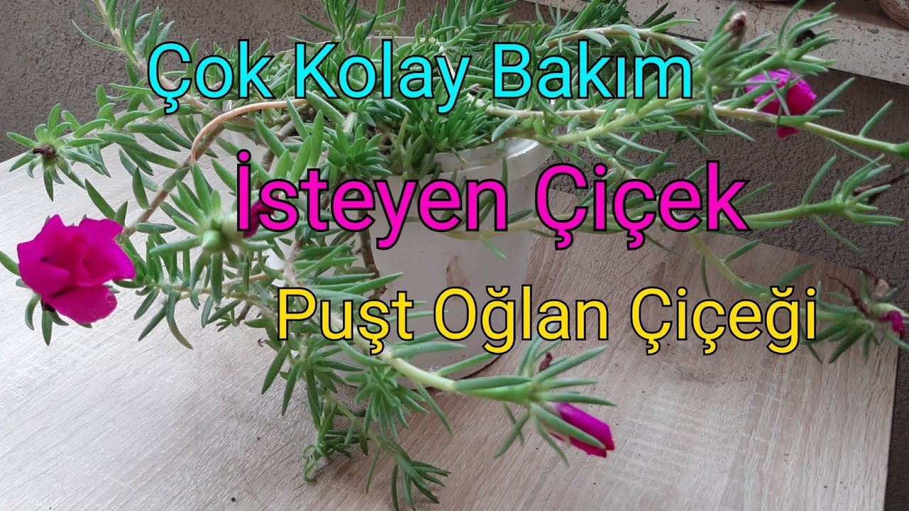 İpek Çiçeği Bakımı (Kedi tırnağı) (Portulaco Grandiflora)Puşt Oğlan Çiçeği