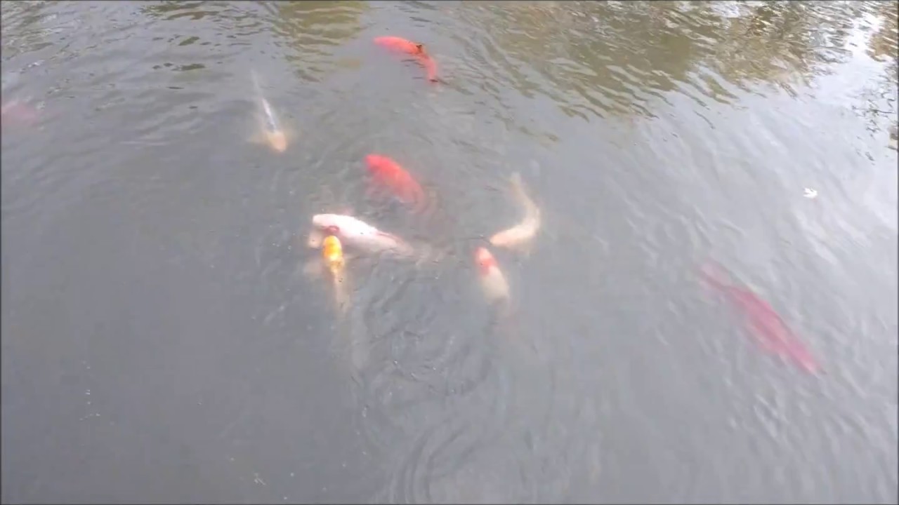 Koi Carp - Cyprinus Rubrofuscus - Nishikigoi (Brocaded Carp)