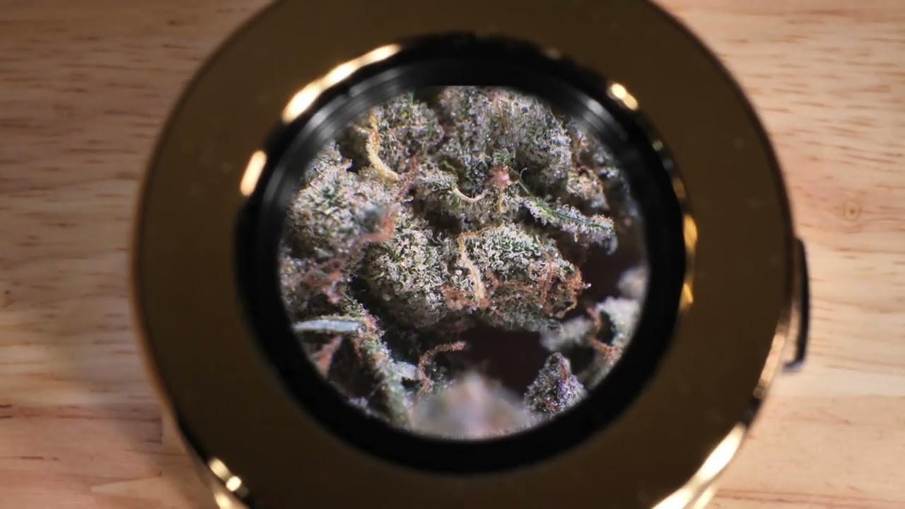 Smokus Focus Collab - Homegrown Genetics