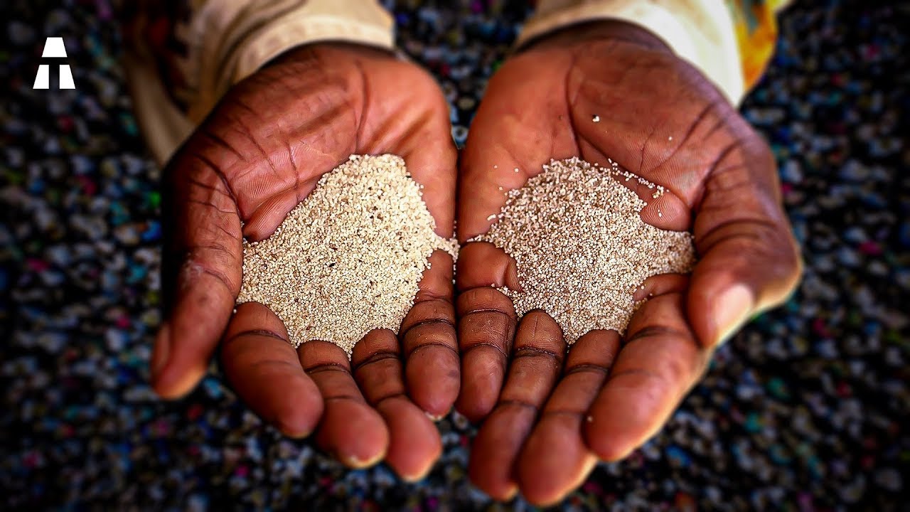 This Little Seed Could Solve World Hunger!
