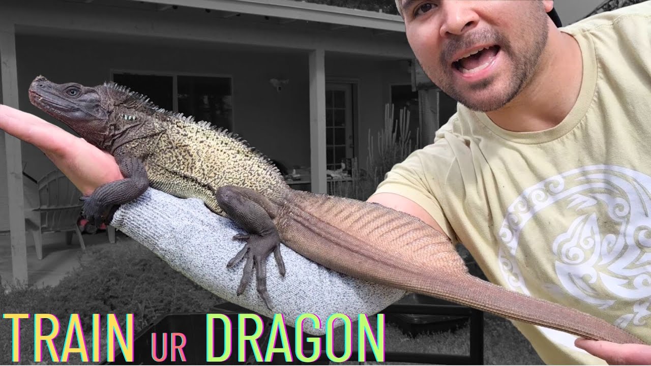 How to Train your DRAGON | Pt. 1! - Working with Hydrosaurus Celebensis