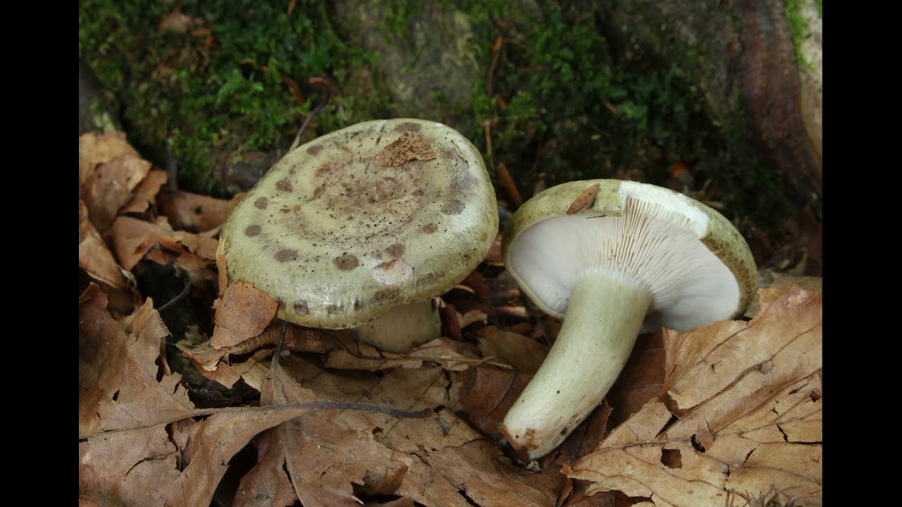 Lactarius blennius